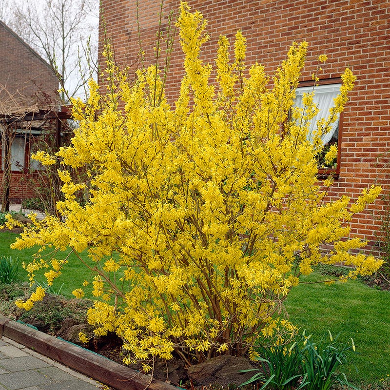 Lynwood Gold Forsythia