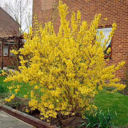 Lynwood Gold Forsythia