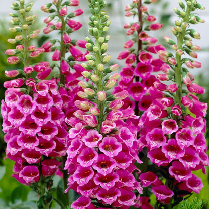 Candy Mountain Foxglove