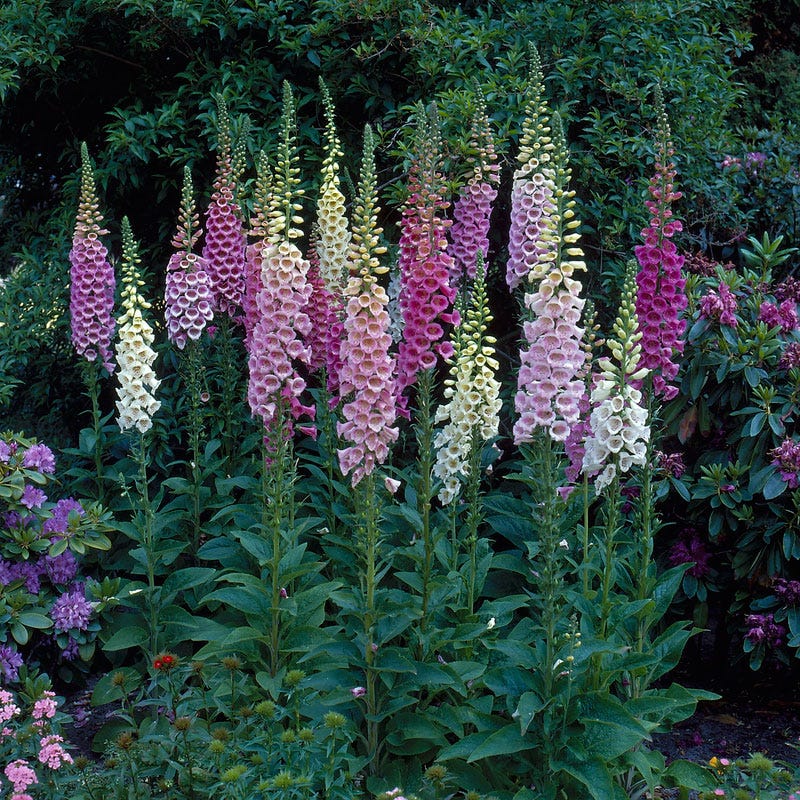 Foxy Hybrids Foxglove Mix