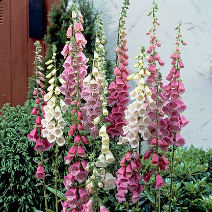 Foxy Hybrids Foxglove Mix