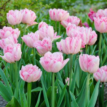 Ballerina Flower Bulb Collection