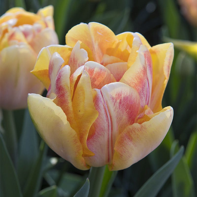 Foxy Foxtrot Double Early Tulip - Thumbnail 2