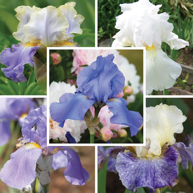 Fragrant Bearded Iris Collection
