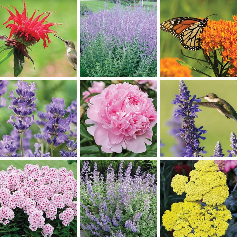 Fragrant Flower Pre-Planned Garden