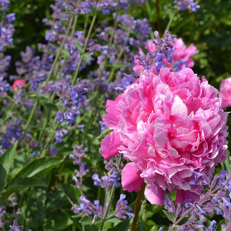 Fragrant Flower Pre-Planned Garden | American Meadows