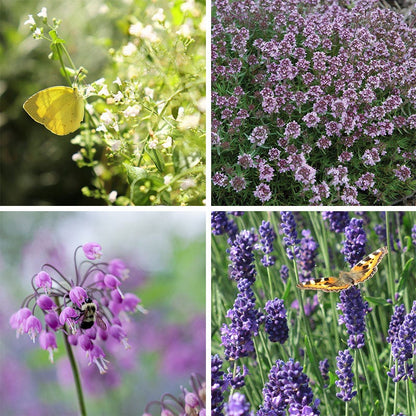 Fragrant Low Grow Plant Collection