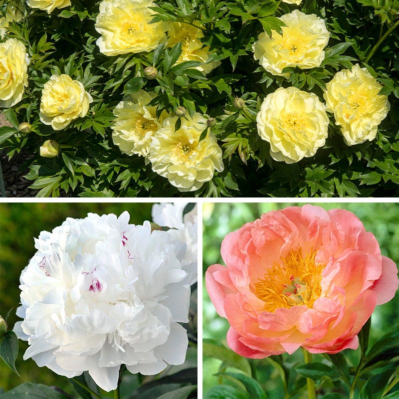 Fragrant Peony Collection