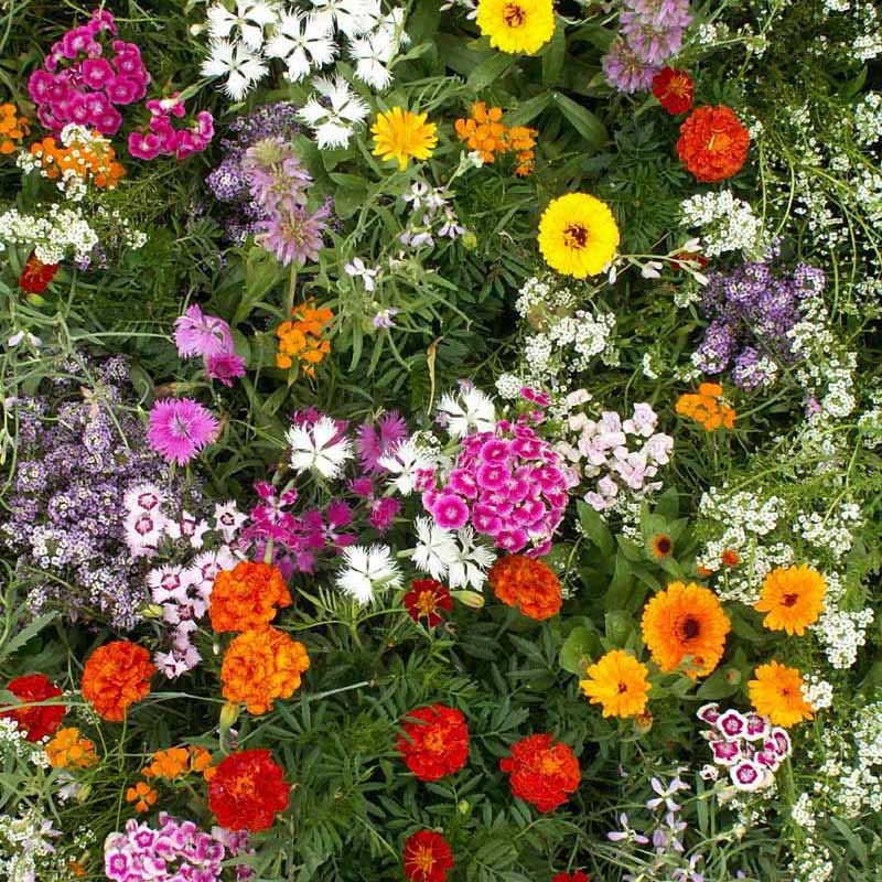 Fragrant Wildflower Seed Mix