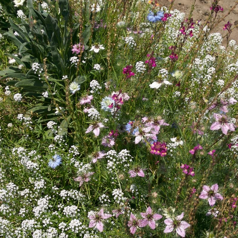 fragrant flower seed mix Fragrant Wildflower Seed Mix