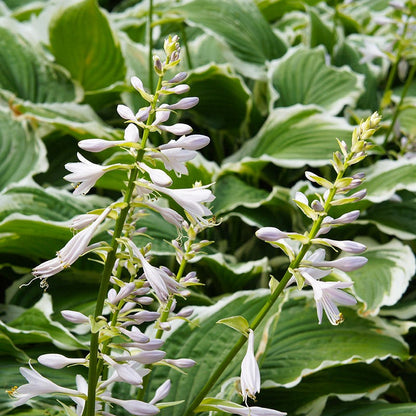 Francee Hosta