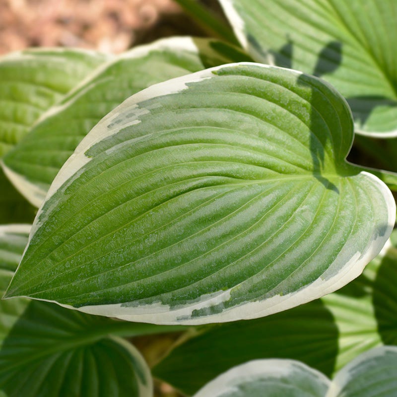 francee hosta plant Francee Hosta