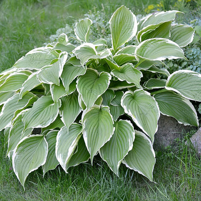 Lush Hosta Collection