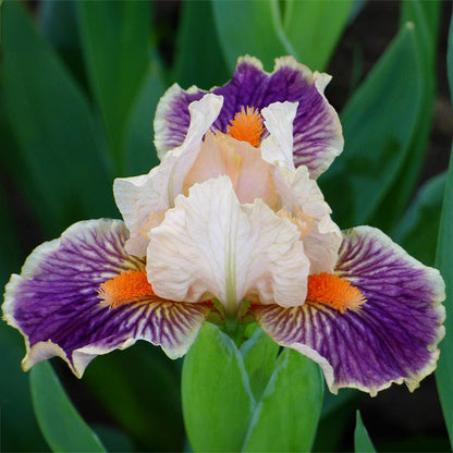 Franky Dwarf Bearded Iris