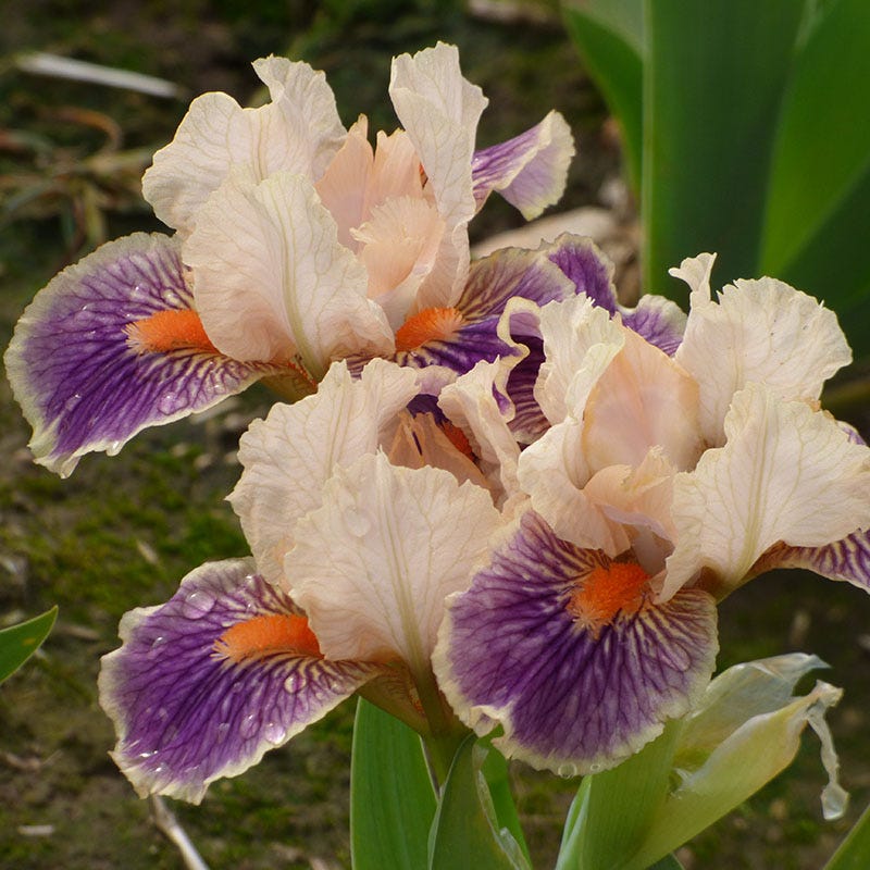Franky Dwarf Bearded Iris