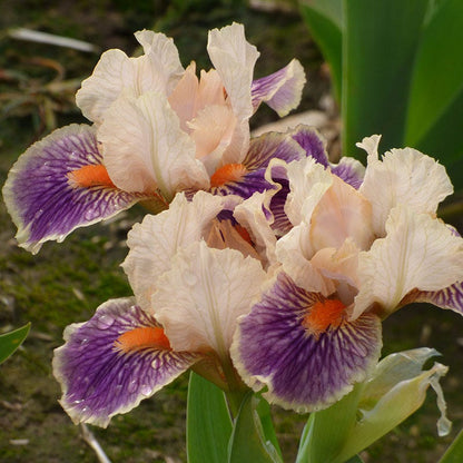 Franky Dwarf Bearded Iris
