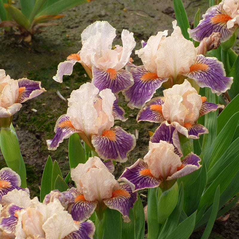 Franky Dwarf Bearded Iris