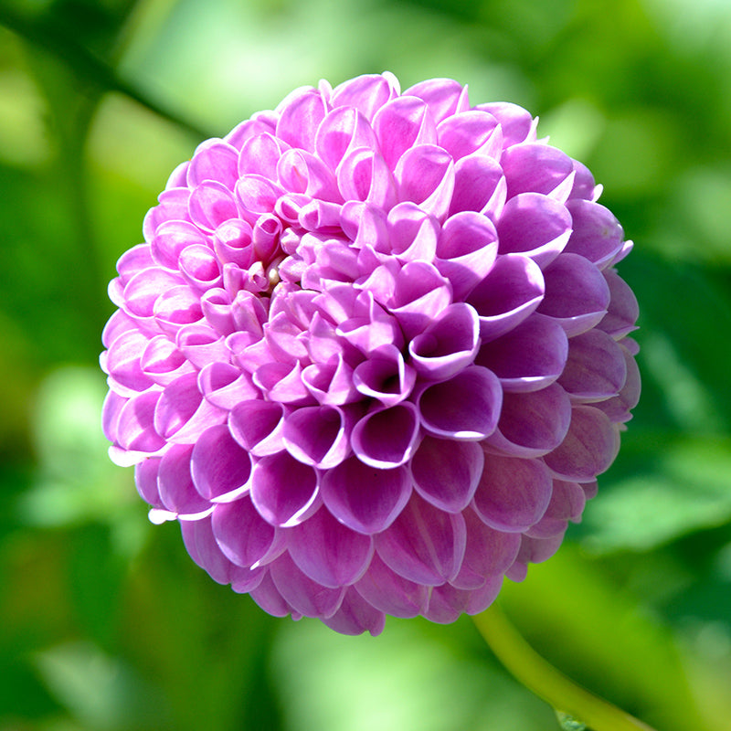 Franz Kafka Pompon Dahlia | Petite Pink Blooms, Big Charm