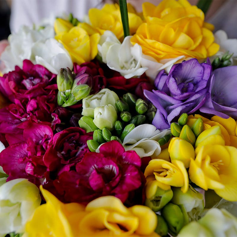 Double Freesia Mix