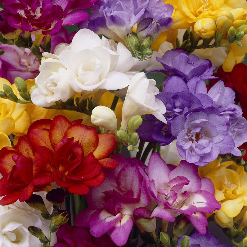 Double Freesia Mix