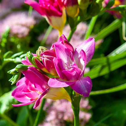 Double Pink Freesia
