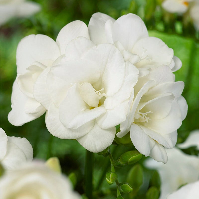 Double White Freesia