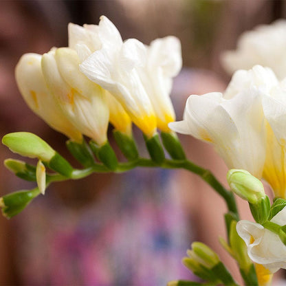 Double White Freesia