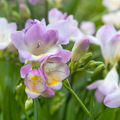 freesia indoor plant Single Blue Freesia Bulbs - Summer Blooms & Fragrance
