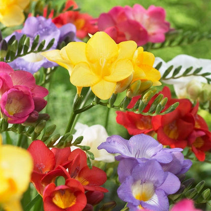 Single Freesia Mix