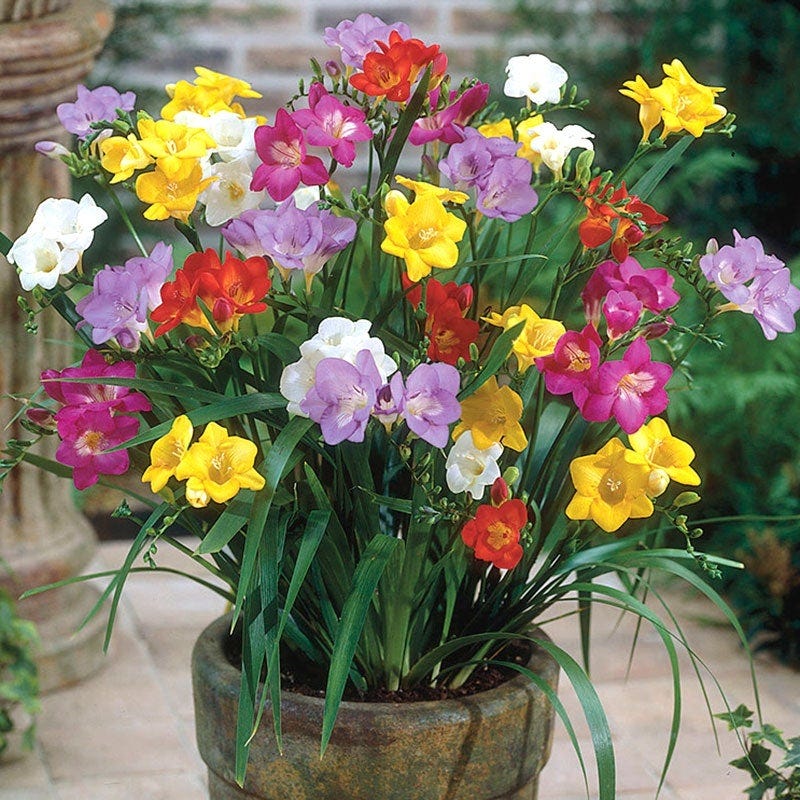 freesia indoor plant Single Freesia Mix | Purple/Red/White