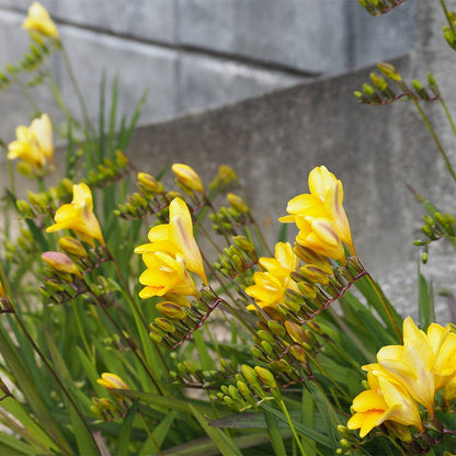 Single Yellow Freesia