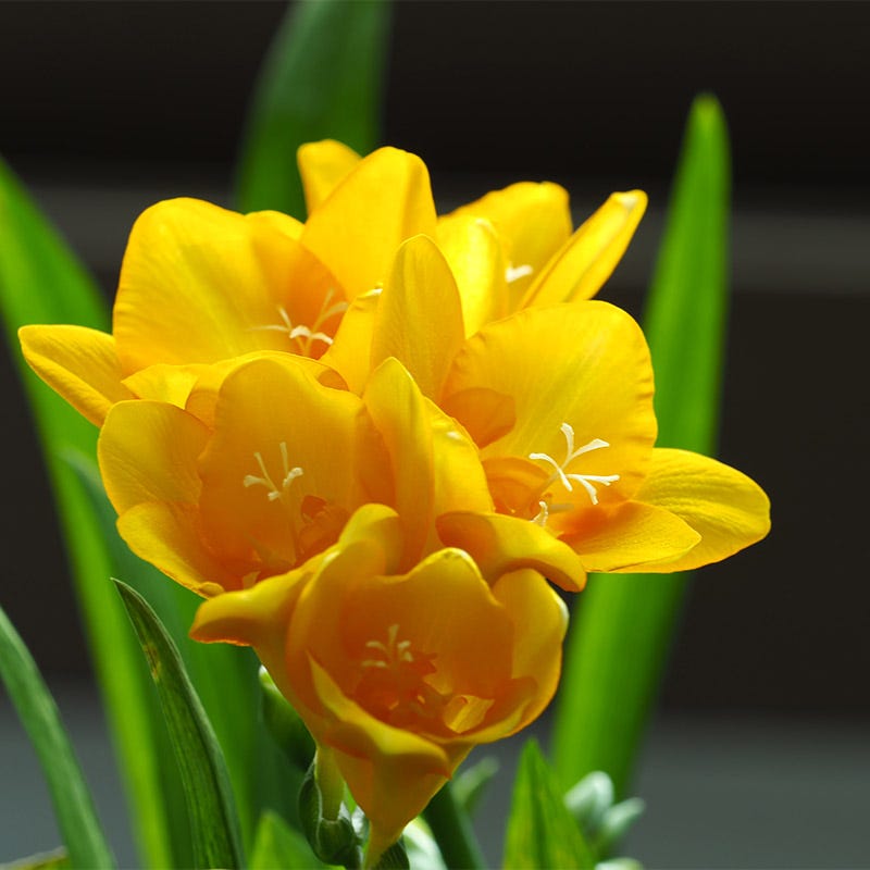 Single Yellow Freesia