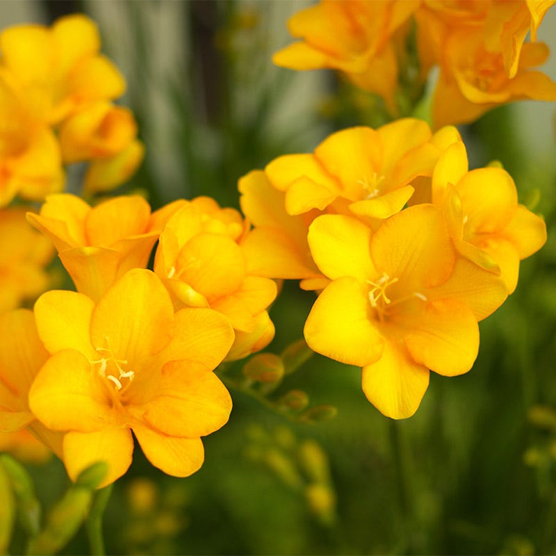 Single Yellow Freesia