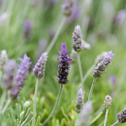 French Lavender, Lavandula dentata