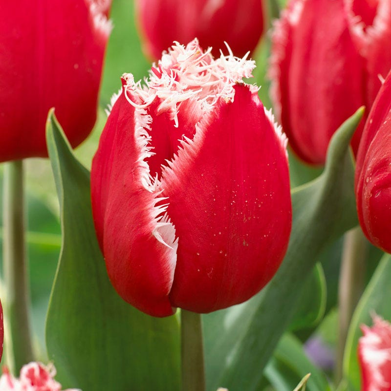 New Santa Fringed Tulip