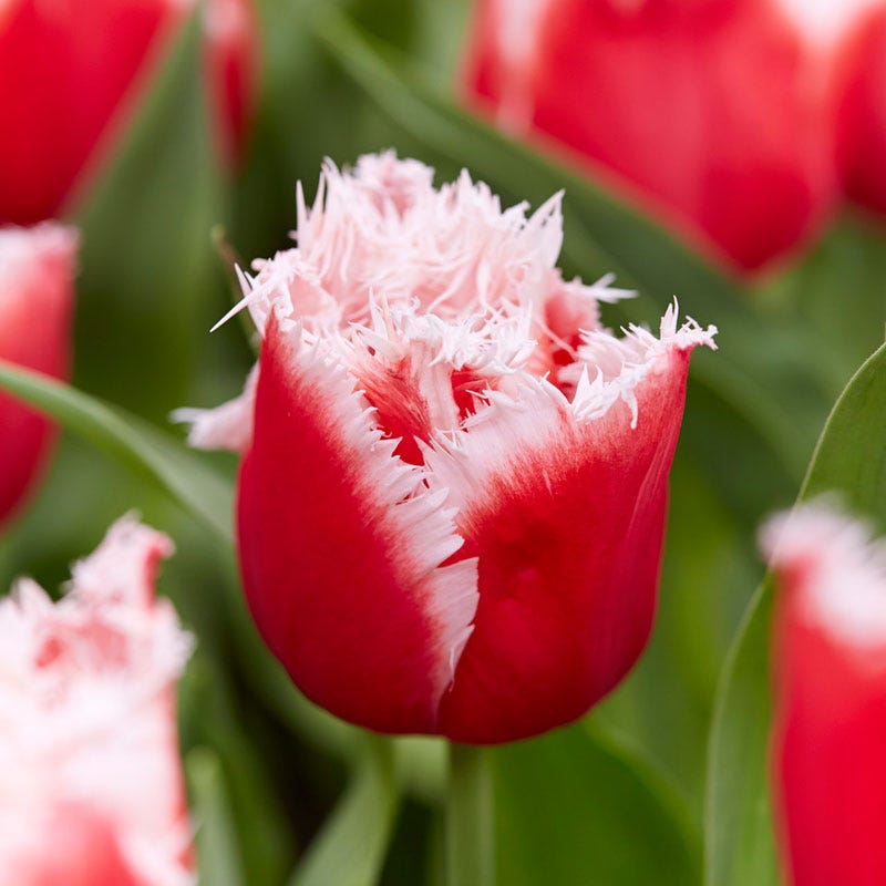New Santa Fringed Tulip
