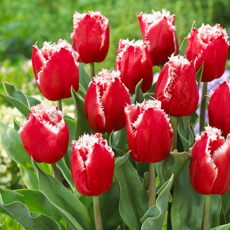 New Santa Fringed Tulip