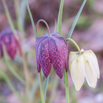 Chequered Lily Fritillaria Mix