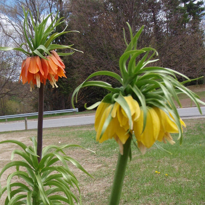 Yellow Crown Imperial