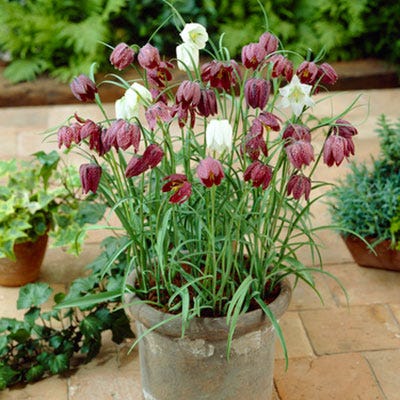 Chequered Lily Fritillaria Mix