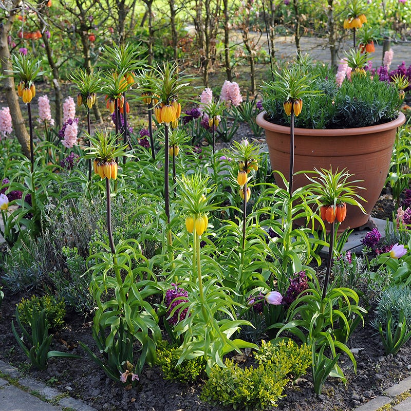 Crown Jewels Fritillaria Bulb Collection