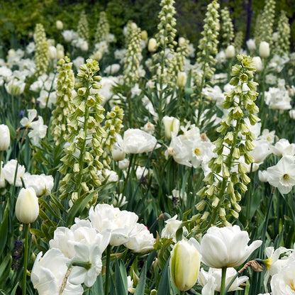 Ivory Bells Persian Lily