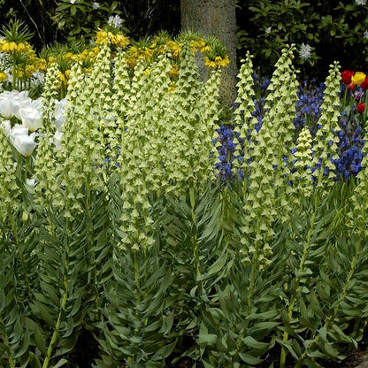 persian lily flower Ivory Bells Persian Lily, Fritillaria persica