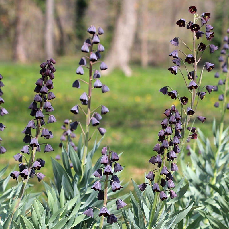 Crown Jewels Fritillaria Bulb Collection