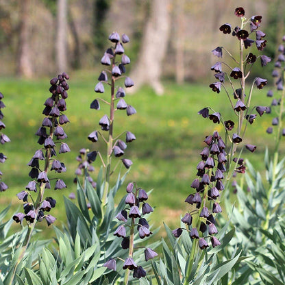 Crown Jewels Fritillaria Bulb Collection