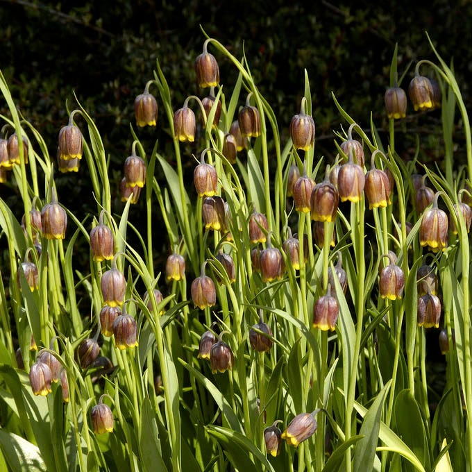Fox's Grape Fritillary
