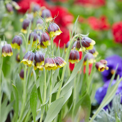 Fox's Grape Fritillary