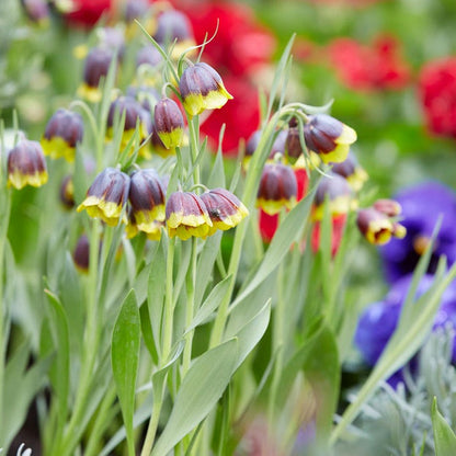 Crown Jewels Fritillaria Bulb Collection