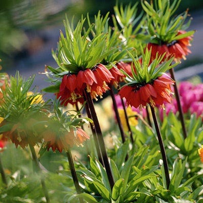 Red Crown Imperial