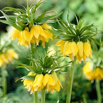 Yellow Crown Imperial